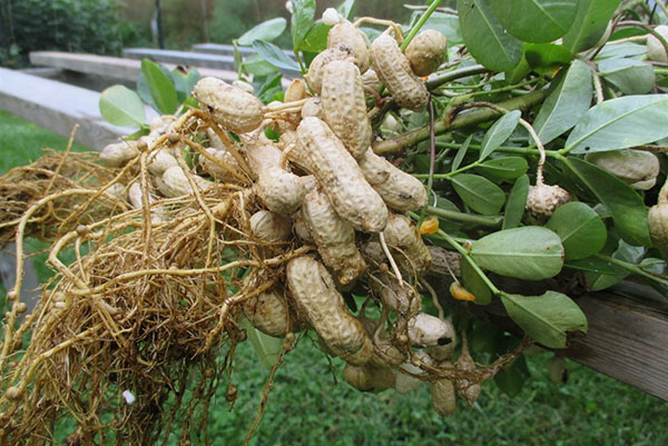 Как вырастить арахис у себя на даче