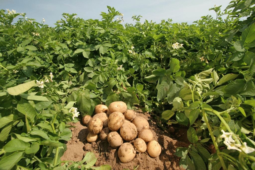 Выращивание картофеля.